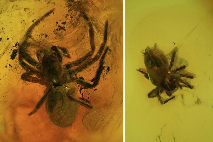 Detailed Fossil Spiders (Aranea) In Baltic Amber #81674
